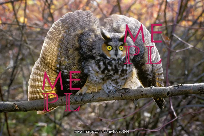 : Long-Eared Owl Asio Otus Performing a Defense : Long-Eared Owl Asio Otus Performing a Defense