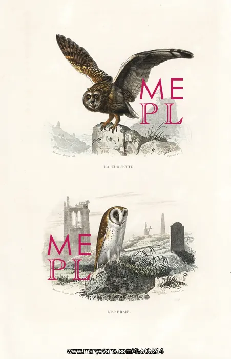 : Long-eared owl and barn owl : Long-eared owl and barn owl
