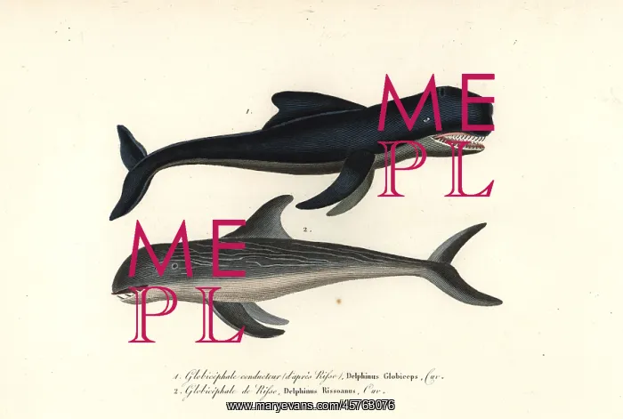 : Long-finned pilot whale and Risso's dolphin : Long-finned pilot whale and Risso's dolphin