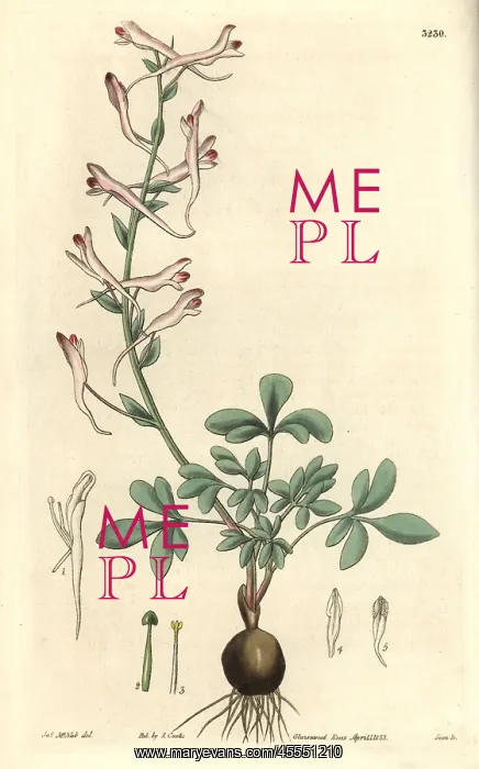 : Long-flowered corydalis, Corydalis longiflora : Long-flowered corydalis, Corydalis longiflora
