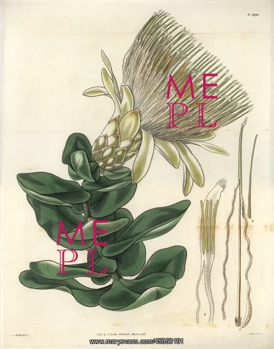 : Long-flowered cream-coloured protea or sugarbush : Long-flowered cream-coloured protea or sugarbush