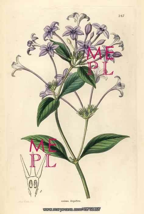 : Long-flowered hindsia, Hindsia longiflora : Long-flowered hindsia, Hindsia longiflora