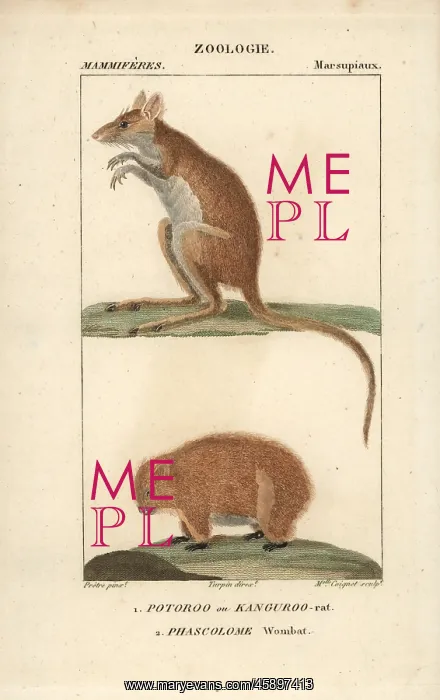  : Long-footed kangaroo rat, Potorous longipes