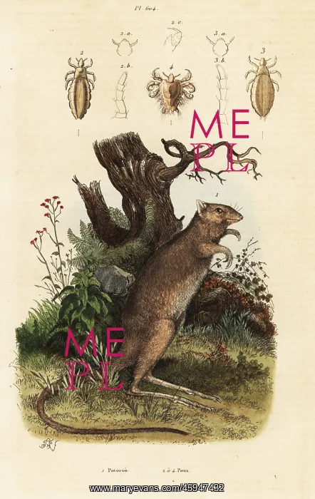 : Long-footed potoroo and lice species : Long-footed potoroo and lice species