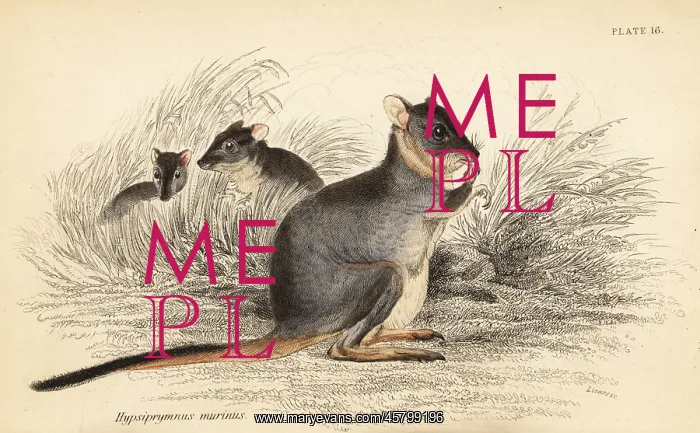 : Long-footed potoroo, Potorous longipes. Vulnerable : Long-footed potoroo, Potorous longipes. Vulnerable