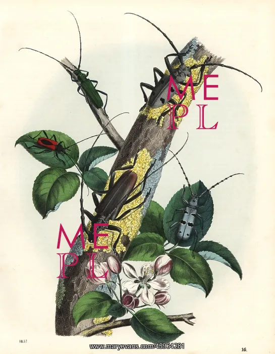 : Long-horned beetles on a tree : Long-horned beetles on a tree