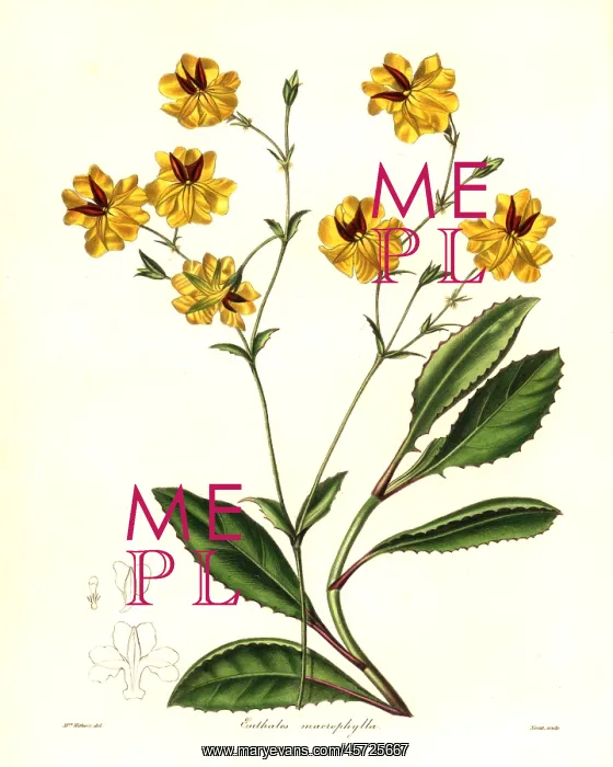 : Long-leaved euthales, Euthales macrophylla : Long-leaved euthales, Euthales macrophylla