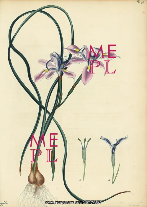 : Long-leaved iris, Iris longifolia : Long-leaved iris, Iris longifolia