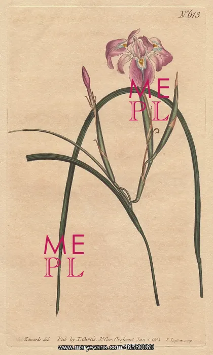 : Long-leaved moraea with pale lilac and blue : Long-leaved moraea with pale lilac and blue