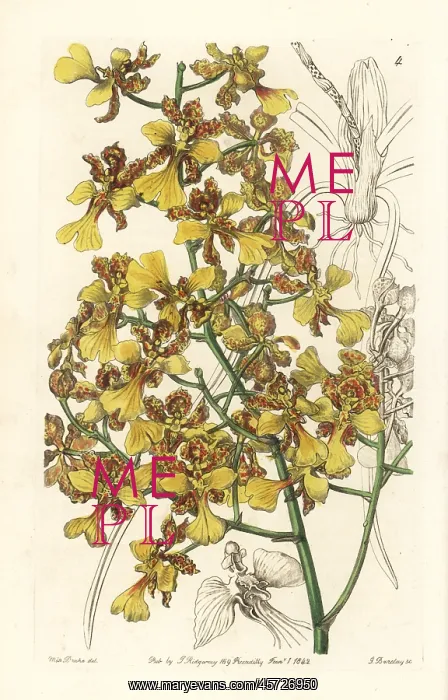 : Long-leaved oncidium, Oncidium longifolium : Long-leaved oncidium, Oncidium longifolium