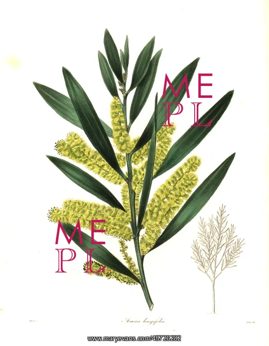 : Long-leaved wattle or long-leaved acacia, Acacia longifolia : Long-leaved wattle or long-leaved acacia, Acacia longifolia