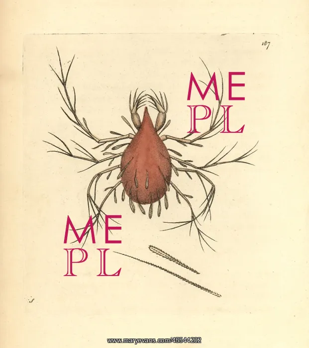 : Long-legged cannibal mite, Cheletomorpha lepidopterorum : Long-legged cannibal mite, Cheletomorpha lepidopterorum