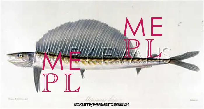 : LONG NOSE LANCET FISH : LONG NOSE LANCET FISH