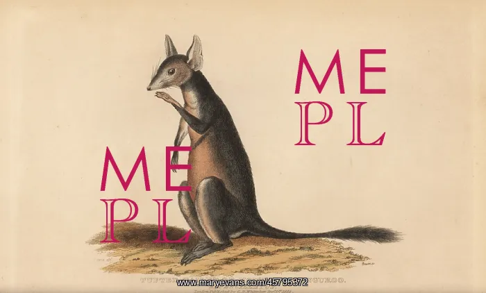 : Long-nosed potoroo or kangaroo rat, Potorous tridactylus : Long-nosed potoroo or kangaroo rat, Potorous tridactylus