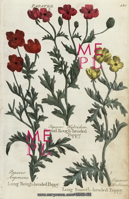 : Long and round rough-headed poppies, and smooth-headed poppy : Long and round rough-headed poppies, and smooth-headed poppy