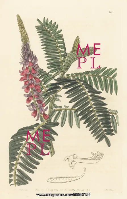 : Long-spiked indigo, Indigofera stachyodes : Long-spiked indigo, Indigofera stachyodes