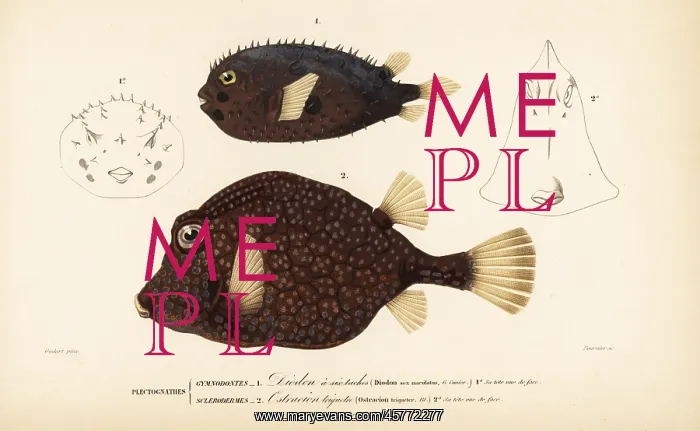 : Long-spine porcupinefish and smooth trunkfish : Long-spine porcupinefish and smooth trunkfish