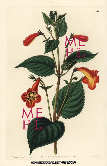 : Long-stalked achimenes, Achimenes pedunculata : Long-stalked achimenes, Achimenes pedunculata