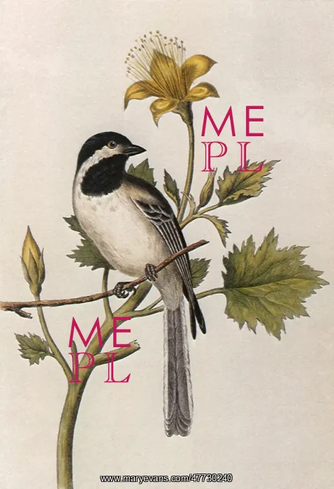 : Long-tailed Chickadee, Parus septentrionalis