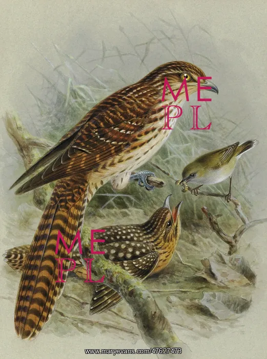 : Long-tailed Cuckoo and Grey Warbler : Long-tailed Cuckoo and Grey Warbler