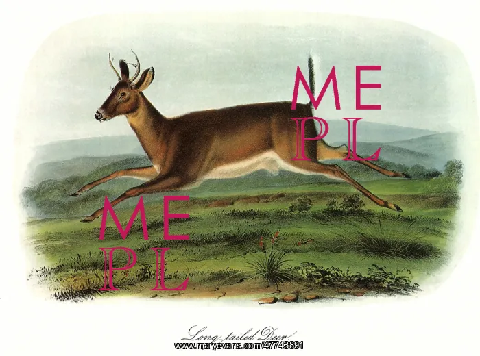  : Long-Tailed Deer