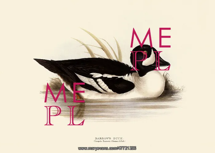 : Long-tailed Duck, Clangula hyemalis, Clangula glaucion : Long-tailed Duck, Clangula hyemalis, Clangula glaucion