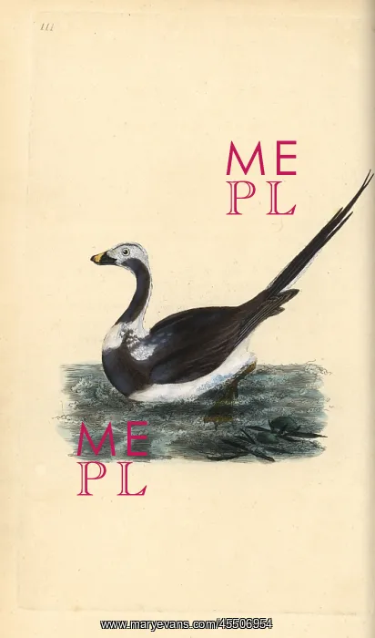 : Long-tailed duck, Clangula hyemalis Vulnerable : Long-tailed duck, Clangula hyemalis Vulnerable