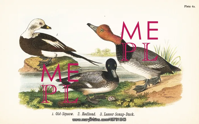 : Long-tailed duck, redhead and lesser scaup : Long-tailed duck, redhead and lesser scaup