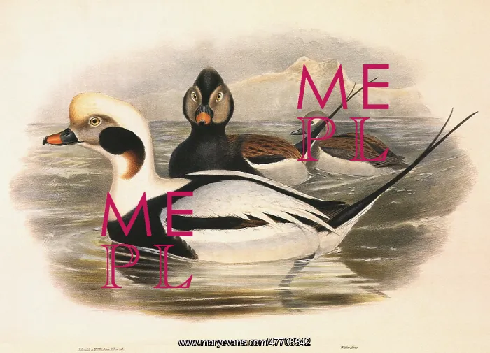  : Long-tailed Ducks