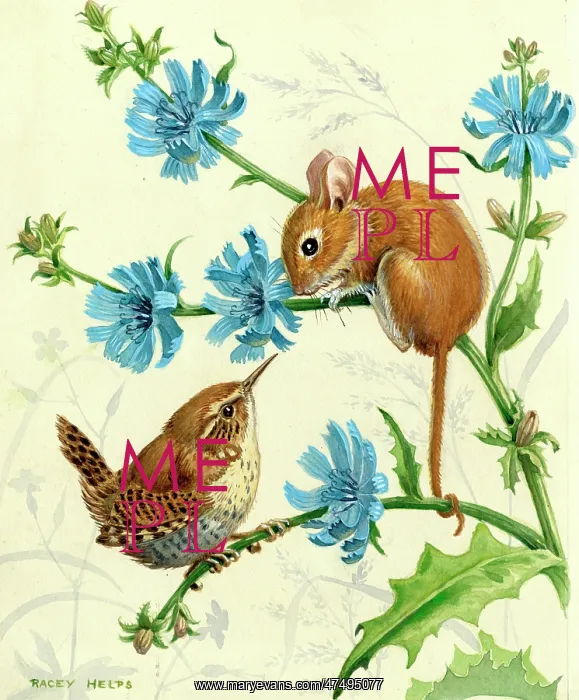 : Long-tailed field-mouse and wren on succory : Long-tailed field-mouse and wren on succory