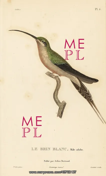 : Long-tailed hermit, Phaethornis superciliosus. Male adult : Long-tailed hermit, Phaethornis superciliosus. Male adult