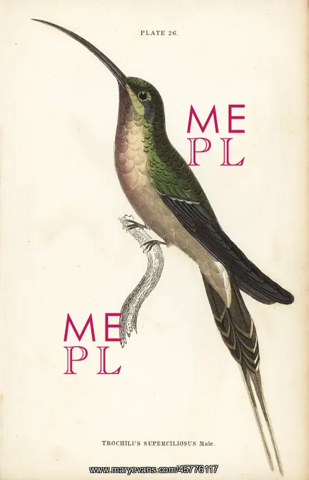 : Long-tailed hermit, Phaethornis superciliosus, male : Long-tailed hermit, Phaethornis superciliosus, male