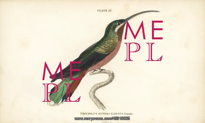 : Long-tailed hermit, Phaethornis superciliosus, female : Long-tailed hermit, Phaethornis superciliosus, female