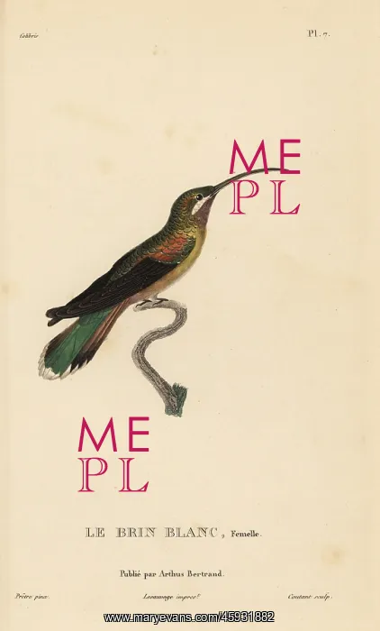 : Long-tailed hermit, Phaethornis superciliosus. Female : Long-tailed hermit, Phaethornis superciliosus. Female