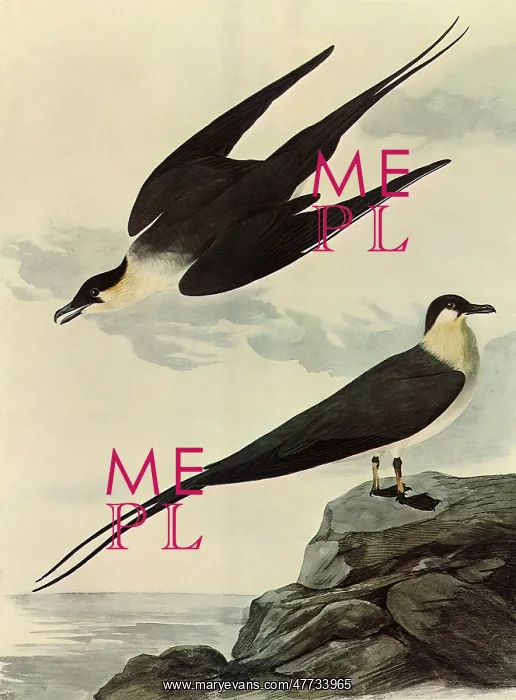  : Long-Tailed Jaeger