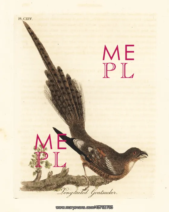 : Long-tailed nightjar, Caprimulgus climacurus : Long-tailed nightjar, Caprimulgus climacurus