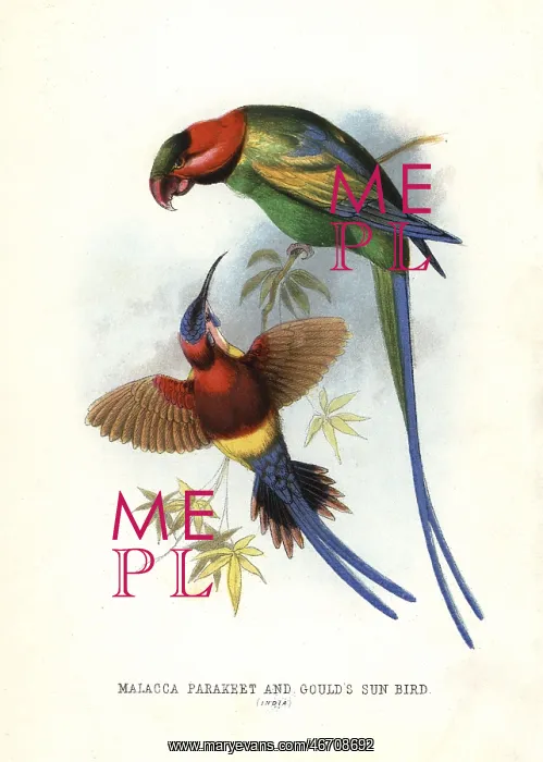 : Long-tailed parakeet, Psittacula longicauda : Long-tailed parakeet, Psittacula longicauda