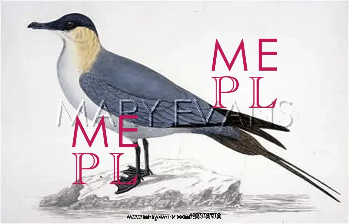 : LONG-TAILED SKUA (MORRIS : LONG-TAILED SKUA (MORRIS