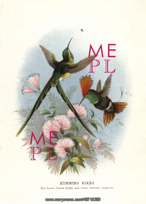 : Long-tailed sylph, Aglaiocercus kingi, and : Long-tailed sylph, Aglaiocercus kingi, and