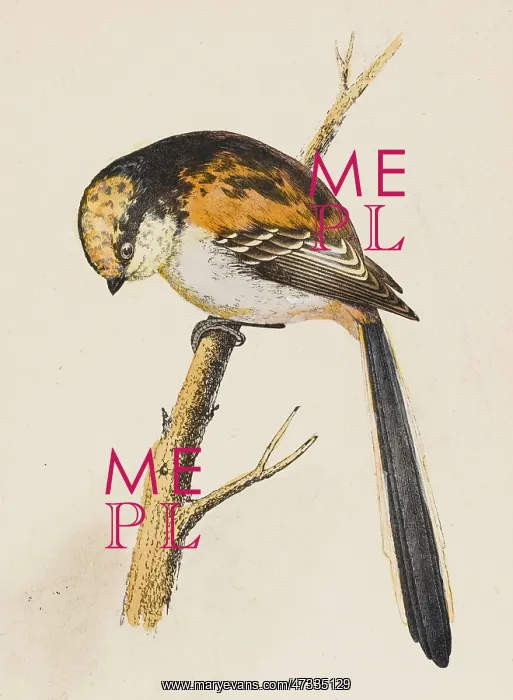  : LONG-TAILED TIT (MORRIS)