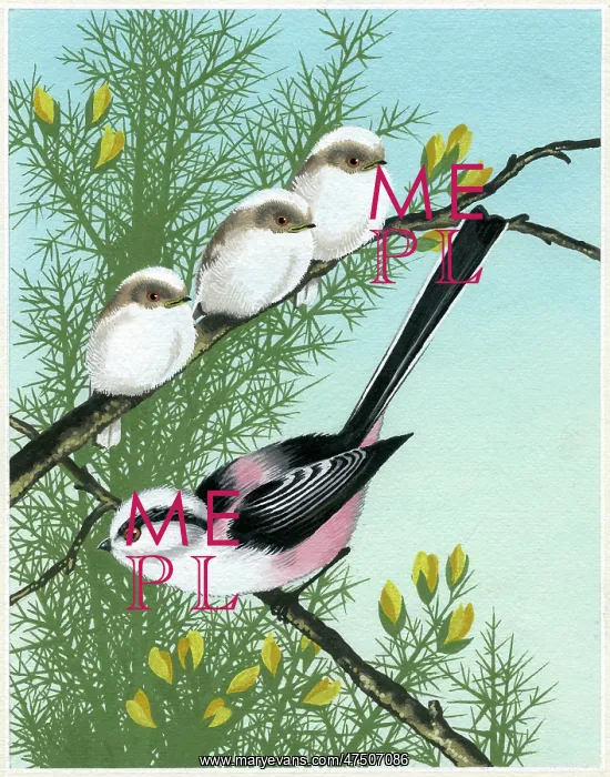 : Long-tailed Tit with three young : Long-tailed Tit with three young