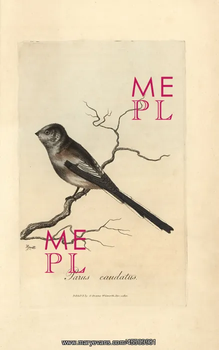 : Long-tailed titmouse, Parus caudatus, Long-tailed : Long-tailed titmouse, Parus caudatus, Long-tailed