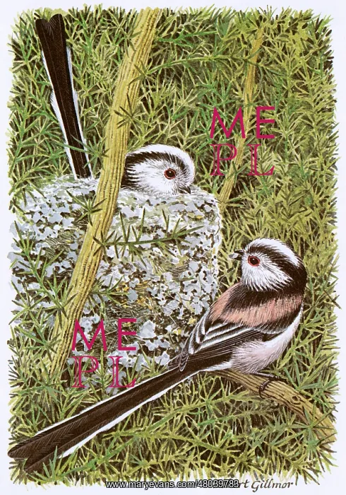 : Long-Tailed Tits : Long-Tailed Tits