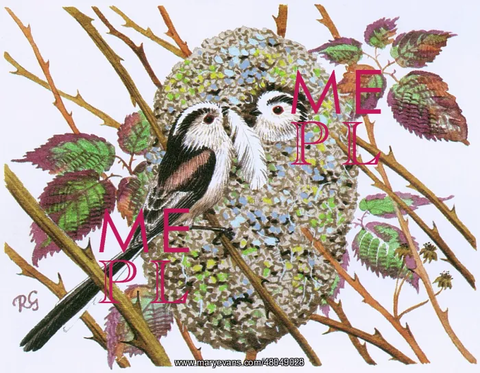 : Long-tailed Tits : Long-tailed Tits