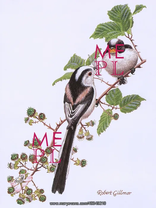 : Long Tailed Tits : Long Tailed Tits