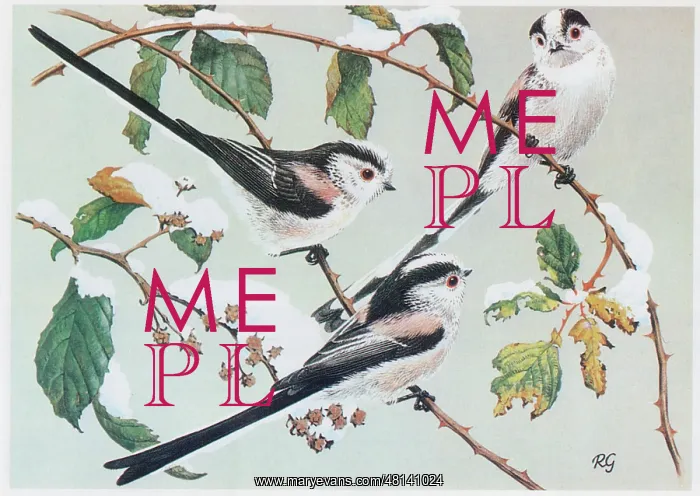  : Long-tailed Tits