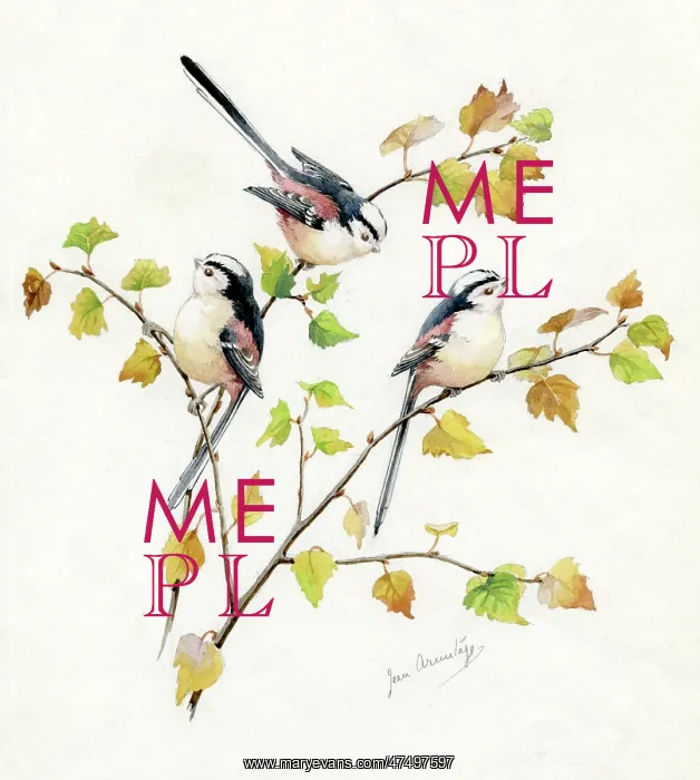  : Long-tailed tits on Birch twigs