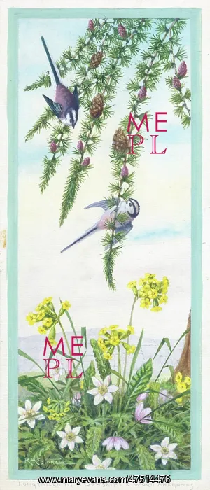 : Two Long-tailed Tits on fir branches : Two Long-tailed Tits on fir branches