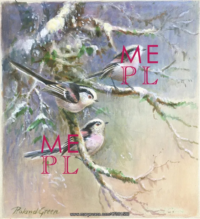 : Long-tailed tits on snow-covered branches : Long-tailed tits on snow-covered branches