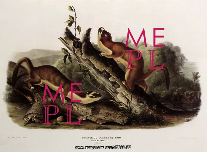 : Long-Tailed Weasels : Long-Tailed Weasels